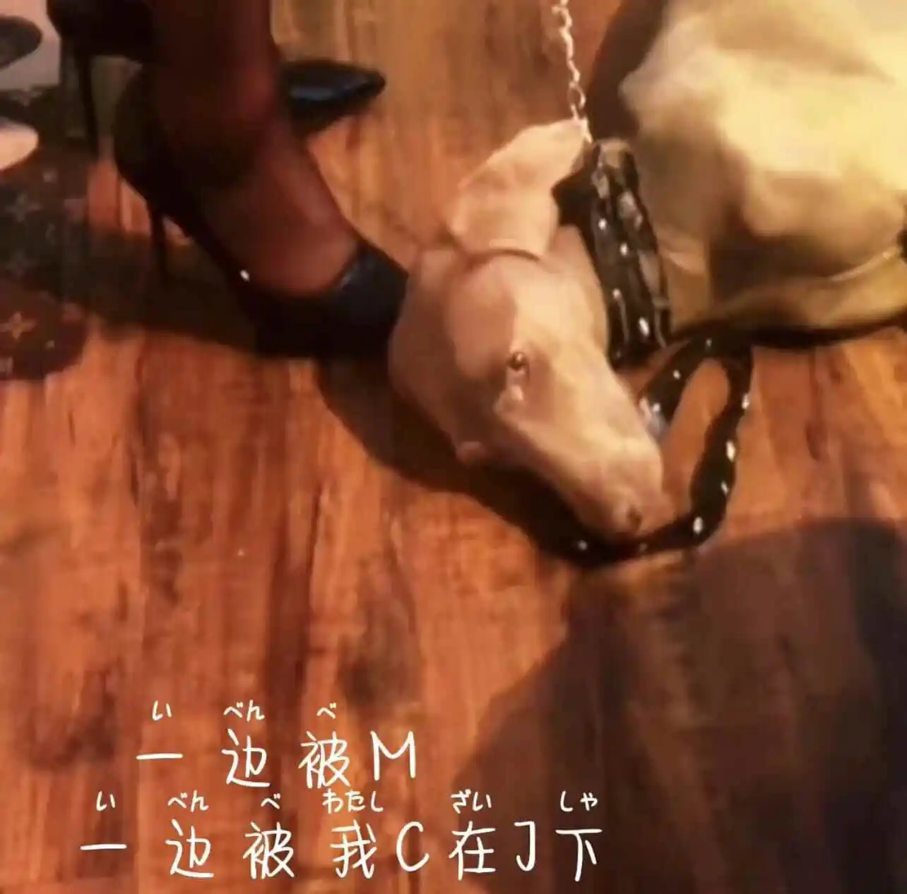 西檬之家字母圈brat属性是什么 一